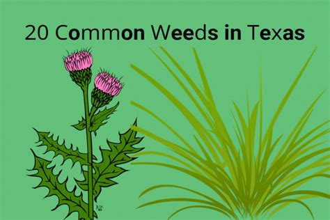 texas weed