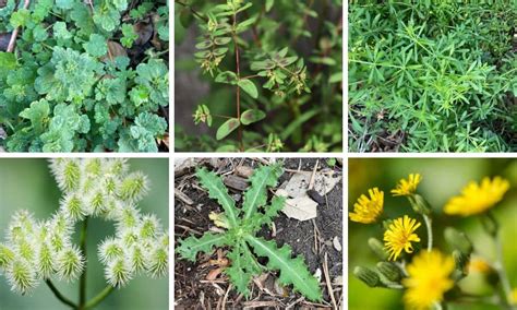 texas weeds