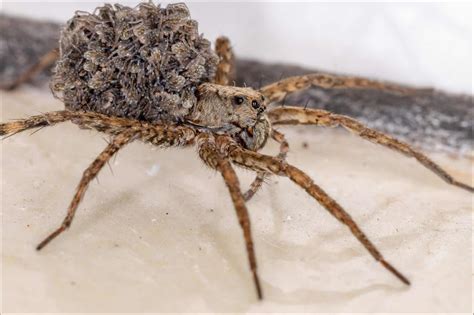 texas wolf spider