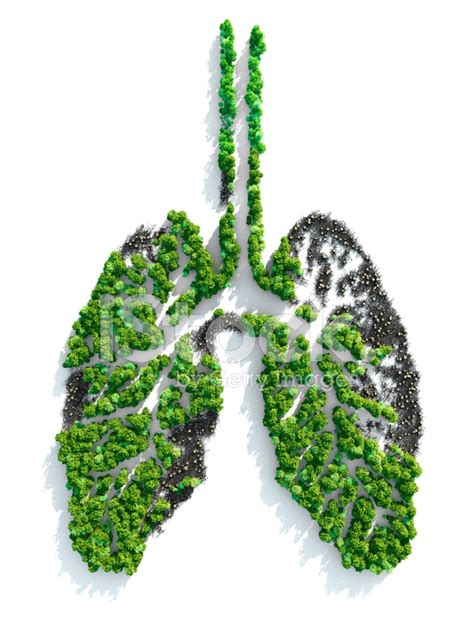 Thatu0027s Amazing Lungs Of The Planet Pdf Course Lungs Of The Planet Worksheet - Lungs Of The Planet Worksheet