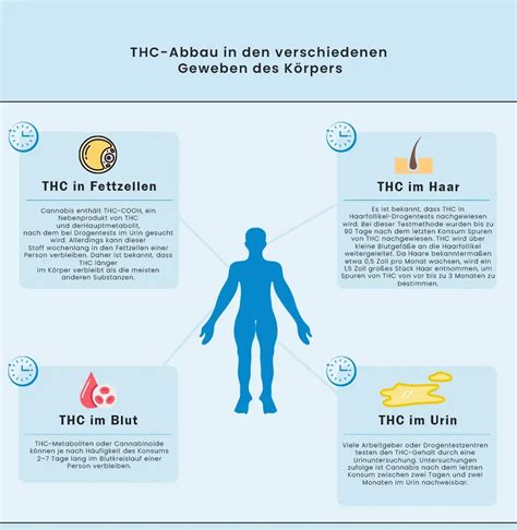 Thc Abbau Rechner