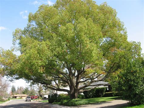 The 17 Best Trees To Plant In Illinois Flowering Trees In Illinois - Flowering Trees In Illinois