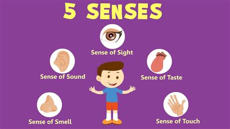 The 5 Senses Science Hub 4 Kids 5 Senses Science - 5 Senses Science