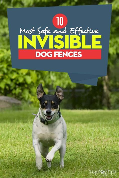 The 6 Best Invisible Dog Fences 2024 Guide Gps Wireless Invisible Fence - Gps Wireless Invisible Fence