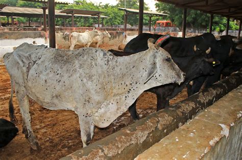 the Eurasian country announces sudden decline in cattle diseases in initial 2025.