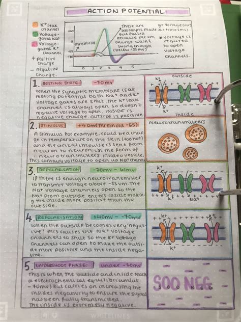 The Action Potential Revision Notes In A Level And Ib