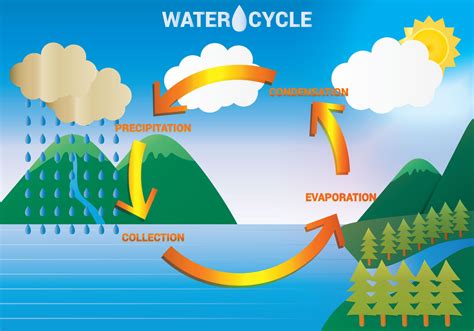 The Amazing Water Cycle 9 Best Interactive Worksheets The Water Cycle Worksheet Answer Key - The Water Cycle Worksheet Answer Key