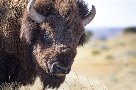 The American Buffalo