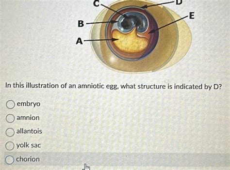 The Amniotic Egg Solved What Amphibian Problem