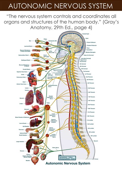 The Autonomic Nervous System Human Anatomy Amp Physiology Autonomic Nervous System Worksheet Answers - Autonomic Nervous System Worksheet Answers
