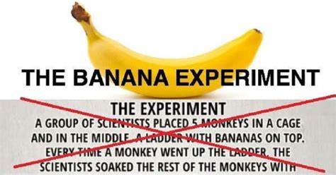 The Banana Experiment 8212 What You Need To Banana Science Experiments - Banana Science Experiments