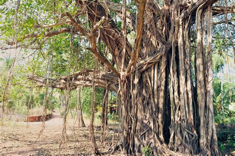 The Banyan Tree