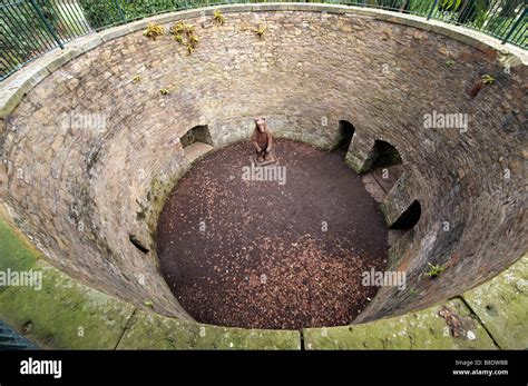 The Bear Pit