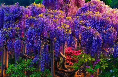The Beautiful Tree