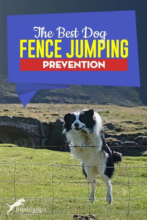 The Best Dog Fence Jumping Prevention Top Dog How To Stop Your Dog From Jumping The Fence - How To Stop Your Dog From Jumping The Fence