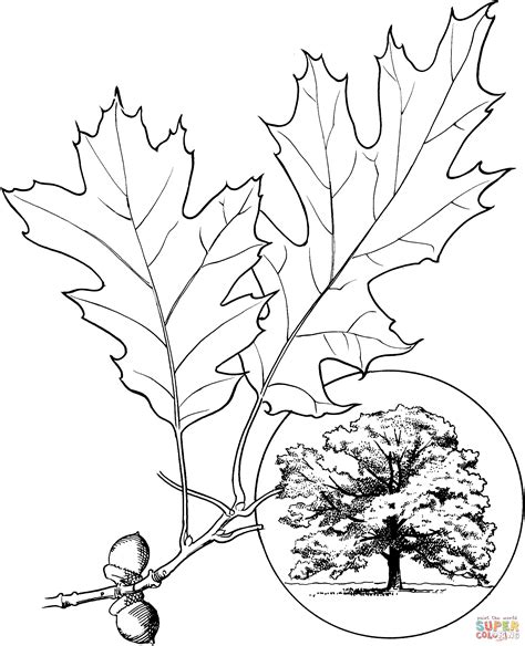 The Best Free Oak Coloring Page Images Download Oak Tree Coloring Pages - Oak Tree Coloring Pages