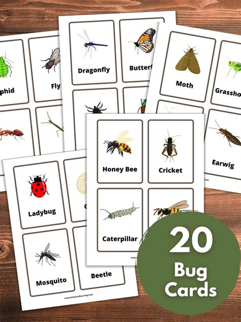 The Best Insect Flashcards Nature Inspired Learning Insect Body Parts Preschool - Insect Body Parts Preschool