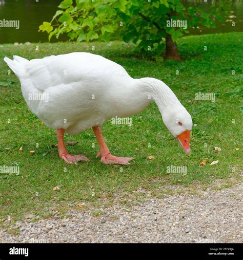 The Big Goose