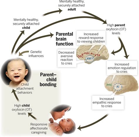 The Biology Of Mammalian Parenting And Its Effect Offspring In Science - Offspring In Science