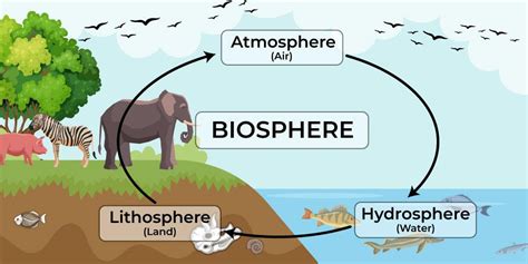 The Biosphere 217 Plays Quizizz Biosphere Worksheet Answers - Biosphere Worksheet Answers