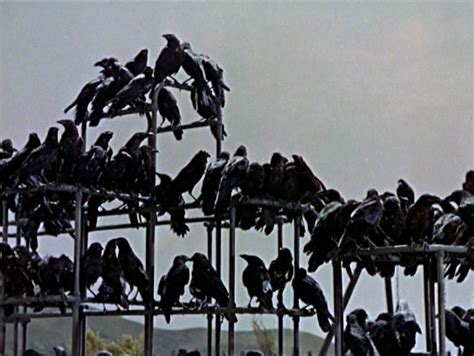 The Birds Horror