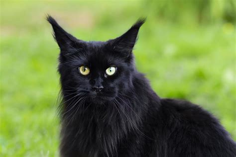 The Black Cat