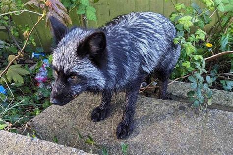 The Black Fox
