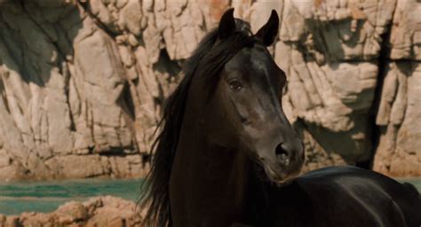 The Black Stallion