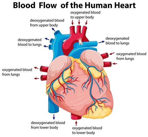 The Blood Flow Through The Heart Printable Worksheet Blood Flow Worksheet Answers - Blood Flow Worksheet Answers