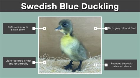 The Blue Duckling