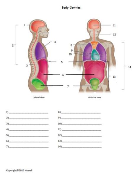 The Body Cavities Worksheets K12 Workbook Body Cavities Worksheet - Body Cavities Worksheet