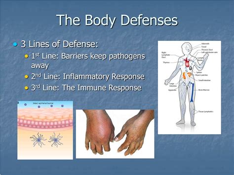 The Bodys Defences Worksheets Learny Kids Body Defenses Worksheet - Body Defenses Worksheet