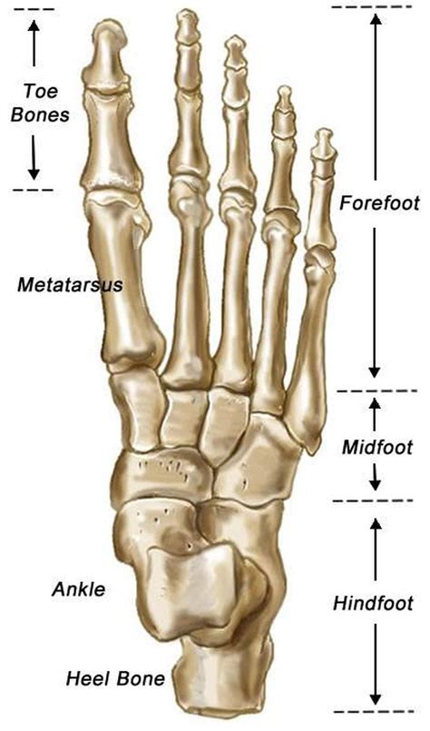 The Bones Of The Feet