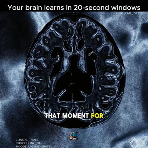 The Brain A Very Short Introduction