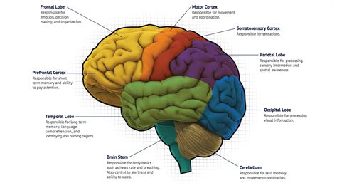 The Brain As A Map And Detailed Learning The Brain Worksheet - The Brain Worksheet