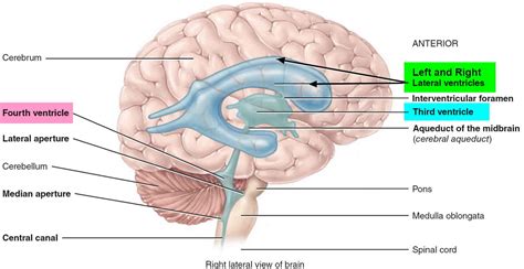 The Brain Ventricles