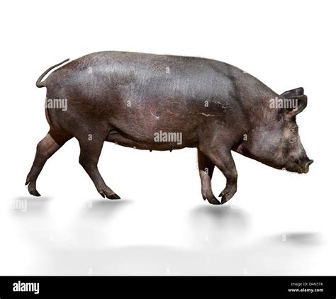 The Brown Pig