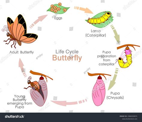 The Butterfly