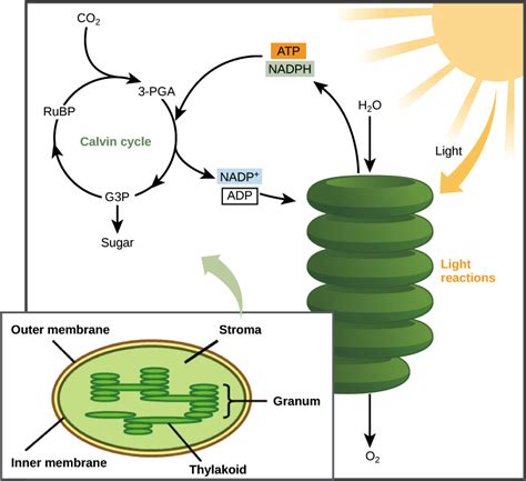 The Calvin Cycle Article Photosynthesis Khan Academy The Calvin Cycle Worksheet - The Calvin Cycle Worksheet