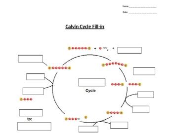 The Calvin Cycle Worksheet   Pdf The Calvin Cycle - The Calvin Cycle Worksheet