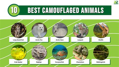 The Camouflaged Volume 5