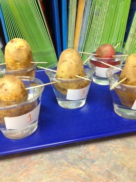 The Canon Of Potato Science Potato Research Springer Science Potato - Science Potato