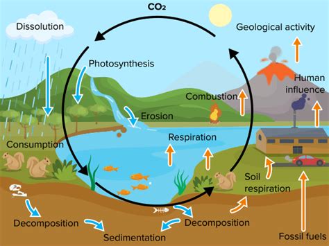 The Carbon Cycle Article Ecology Khan Academy Cycle In Science - Cycle In Science