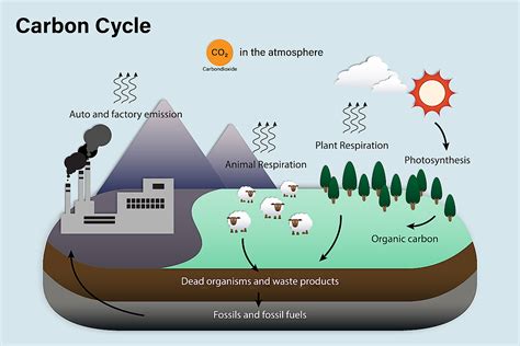The Carbon Cycle Stem Carbon Cycle Activity Worksheet - Carbon Cycle Activity Worksheet