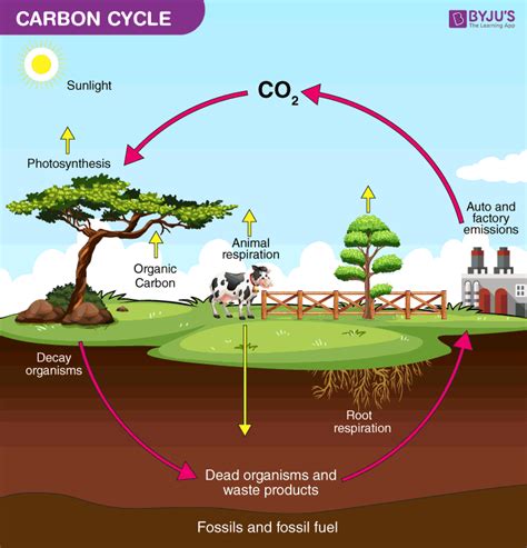 The Carbon Cycle Understand Practice Khan Academy Carbon Cycle Comprehension Worksheet Answers - Carbon Cycle Comprehension Worksheet Answers