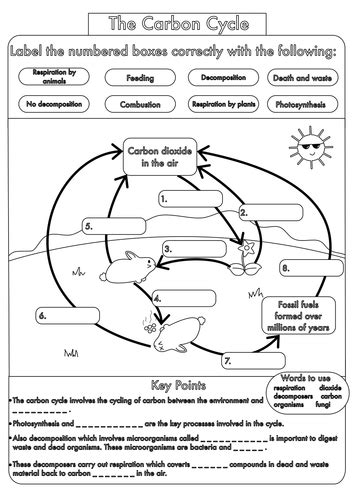 The Carbon Cycle Worksheet For 5th 12th Grade The Carbon Cycle Worksheet 1 Answers - The Carbon Cycle Worksheet 1 Answers