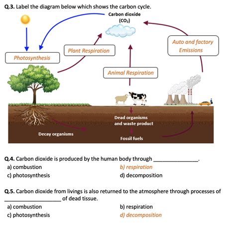 The Carbon Cycle Worksheet Printable And Distance Learning Carbon Cycle Activity Worksheet - Carbon Cycle Activity Worksheet