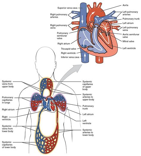 The Cardiovascular System Trustworthy Writing Help From Hq Cardiovascular System Blood Vessels Worksheet - Cardiovascular System Blood Vessels Worksheet