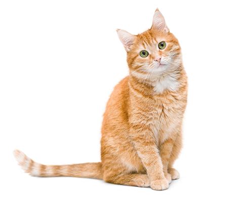The Cat Who
