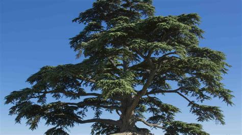 The Cedar Tree